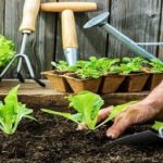 What Exactly Is Organic Gardening? Here’s Your Guide!