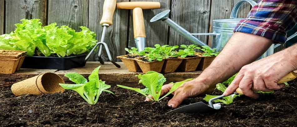 What Exactly Is Organic Gardening? Here’s Your Guide!