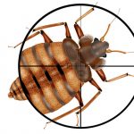 Why You Must Entrust Bed Bug Extermination to Professionals