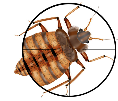 Why You Must Entrust Bed Bug Extermination to Professionals