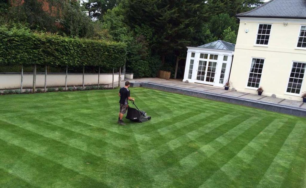 Lawn Scarifying: 5 Steps On Effective Scarifying