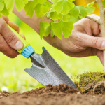 Best Time of Year to Plant Trees