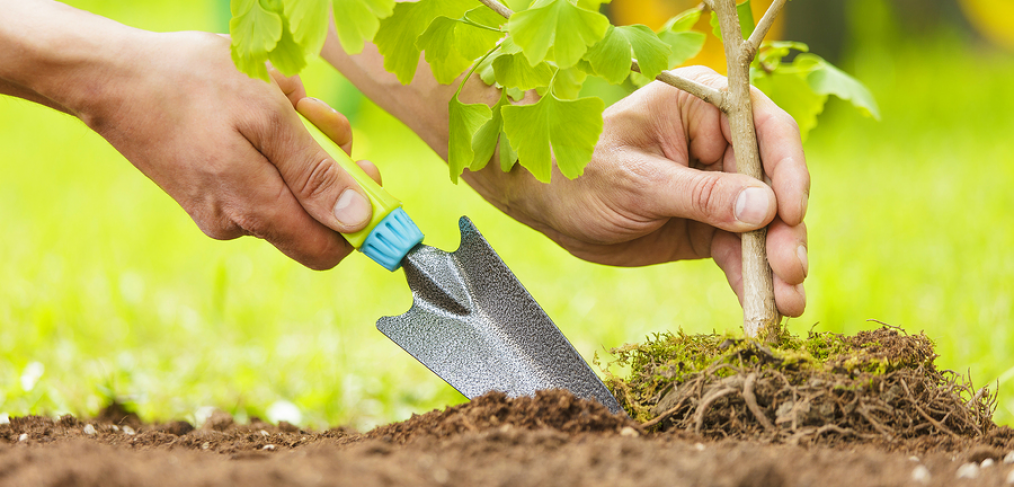 Best Time of Year to Plant Trees