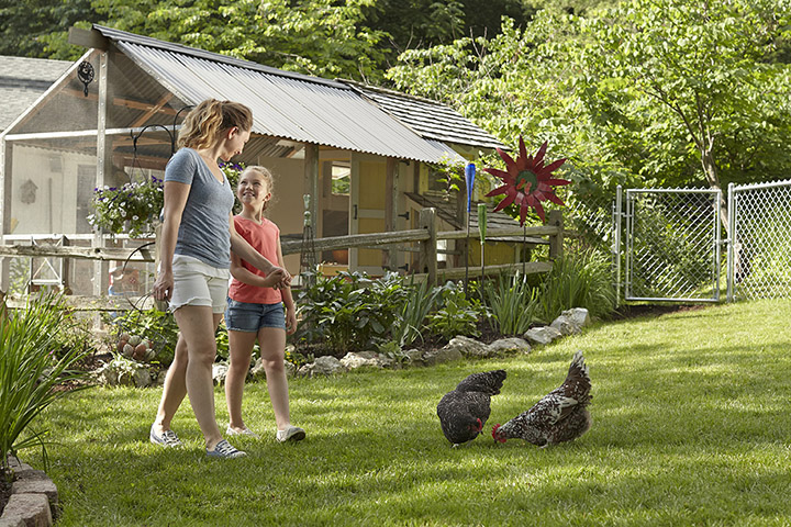 What To Consider When You Decide To Keep Chickens At Your Home