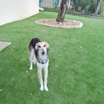 Creating Safe and Pet-Friendly Turf