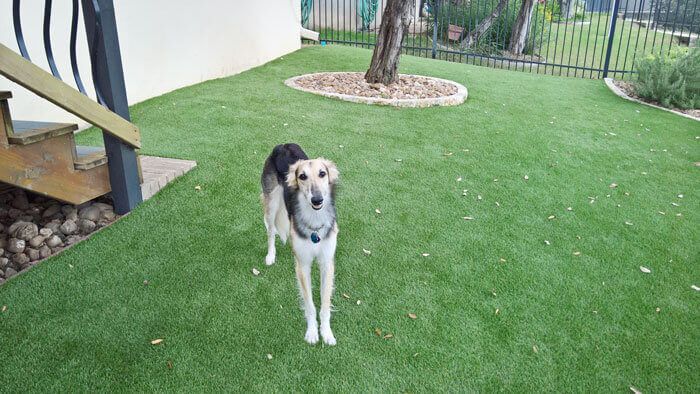 Creating Safe and Pet-Friendly Turf
