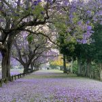 Beautiful Garden Ideas & Expert Tips for Beginners